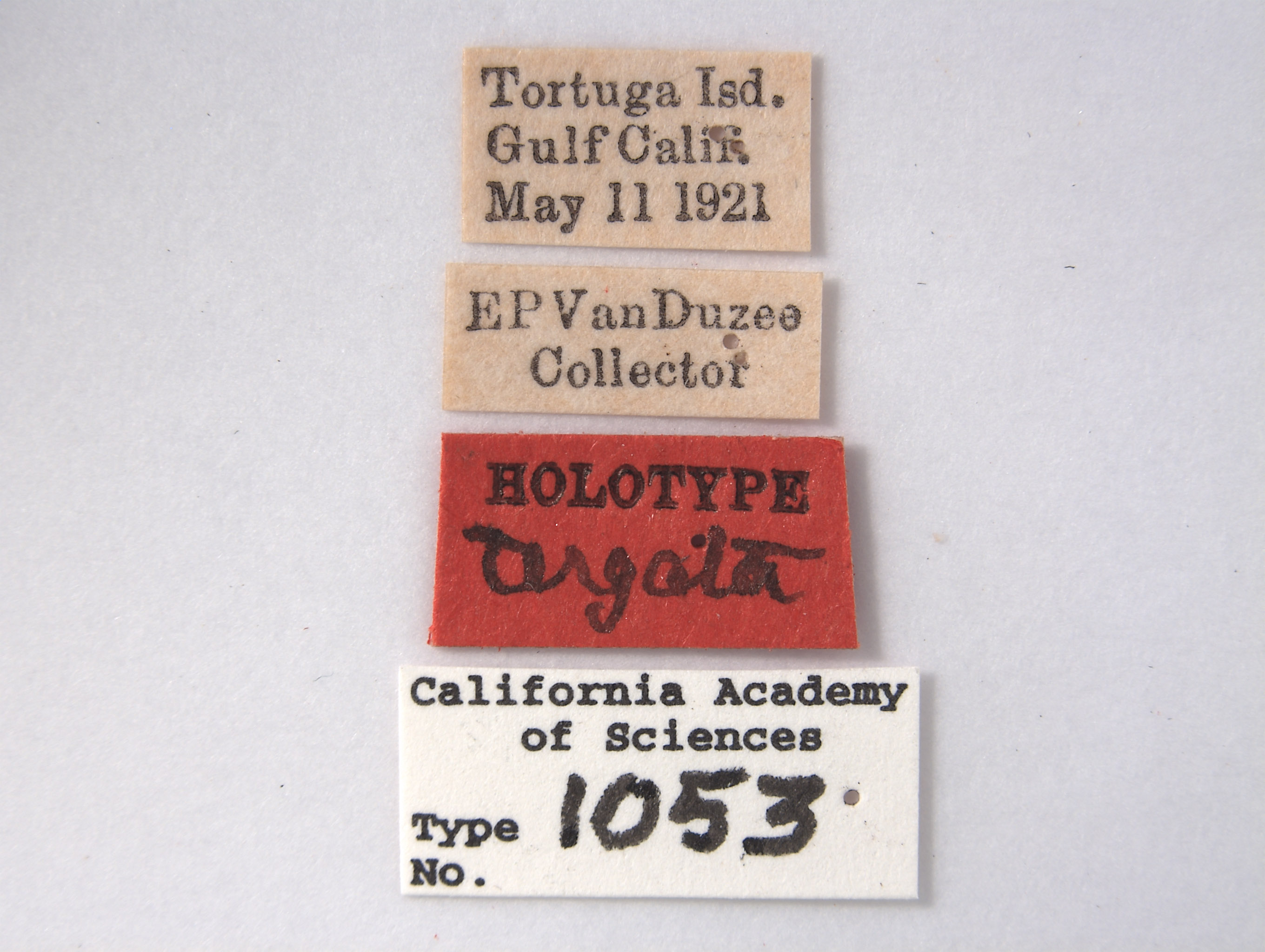 Agallia tergata image