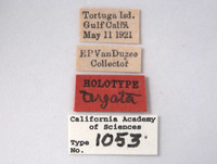 Agallia tergata image