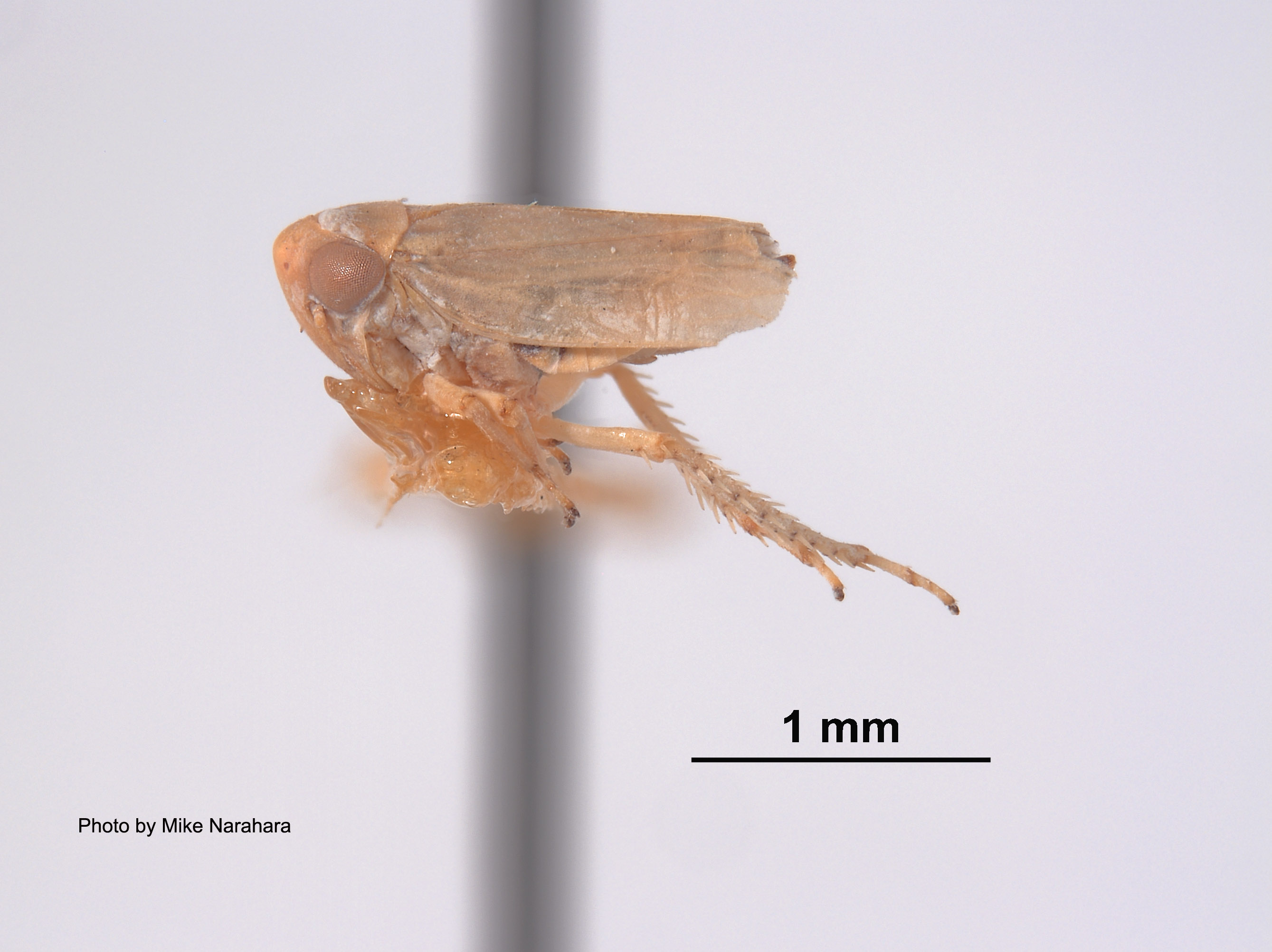 Agallia tergata image