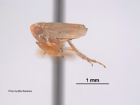 Agallia tergata image