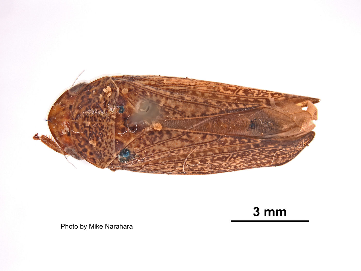 Gypona incita image