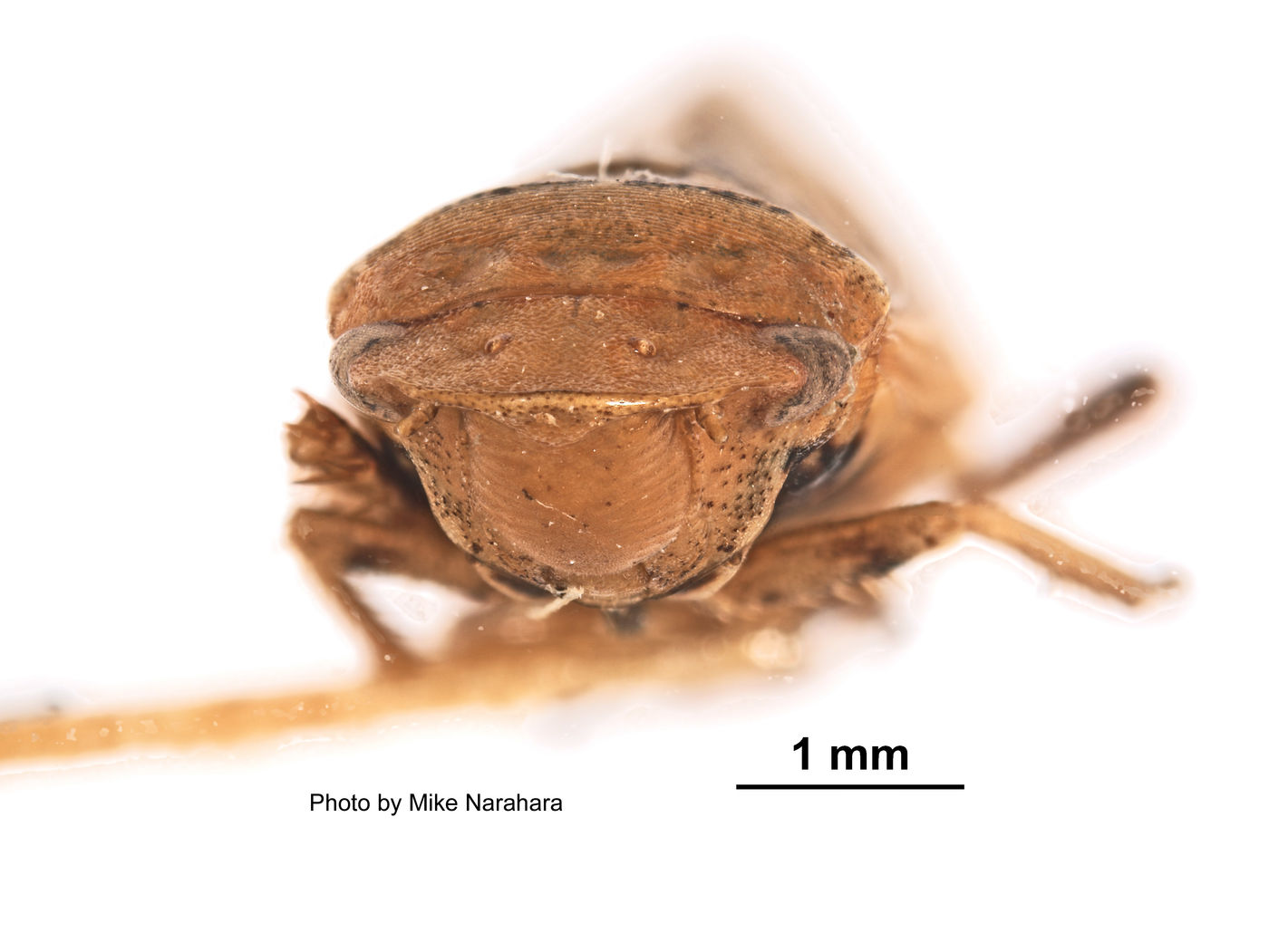 Gypona moneta image