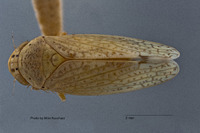 Gypona candida image