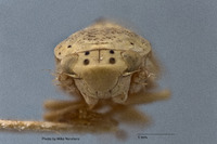 Gypona candida image