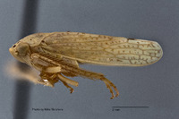 Gypona candida image