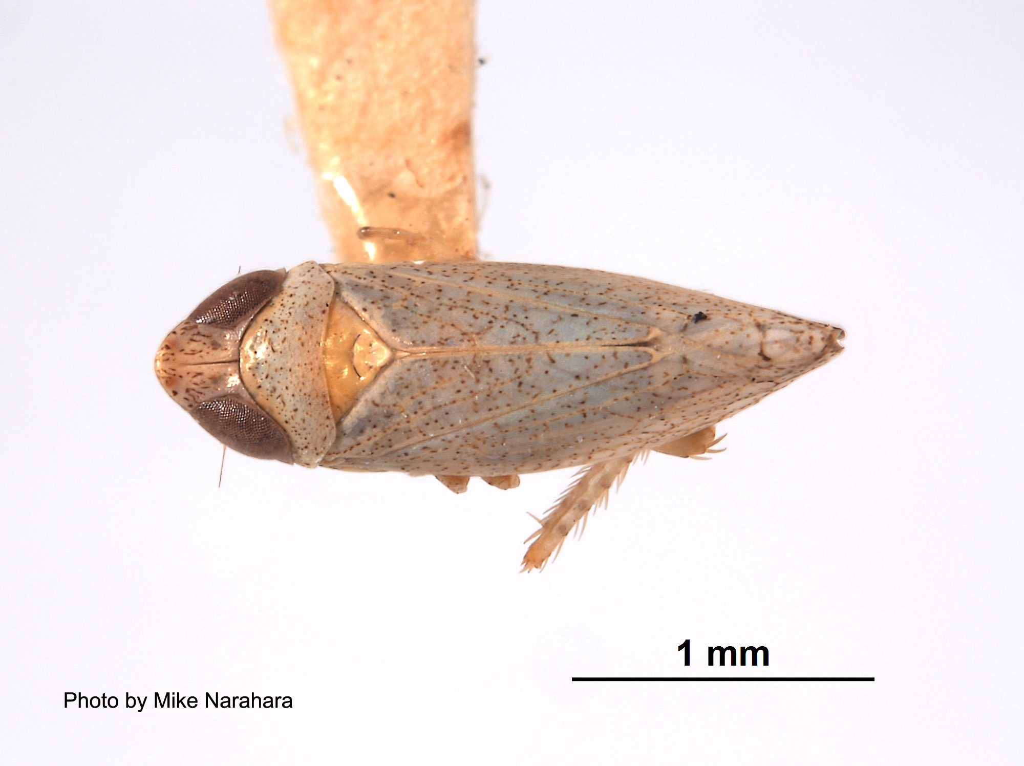 Platymetopius analis image