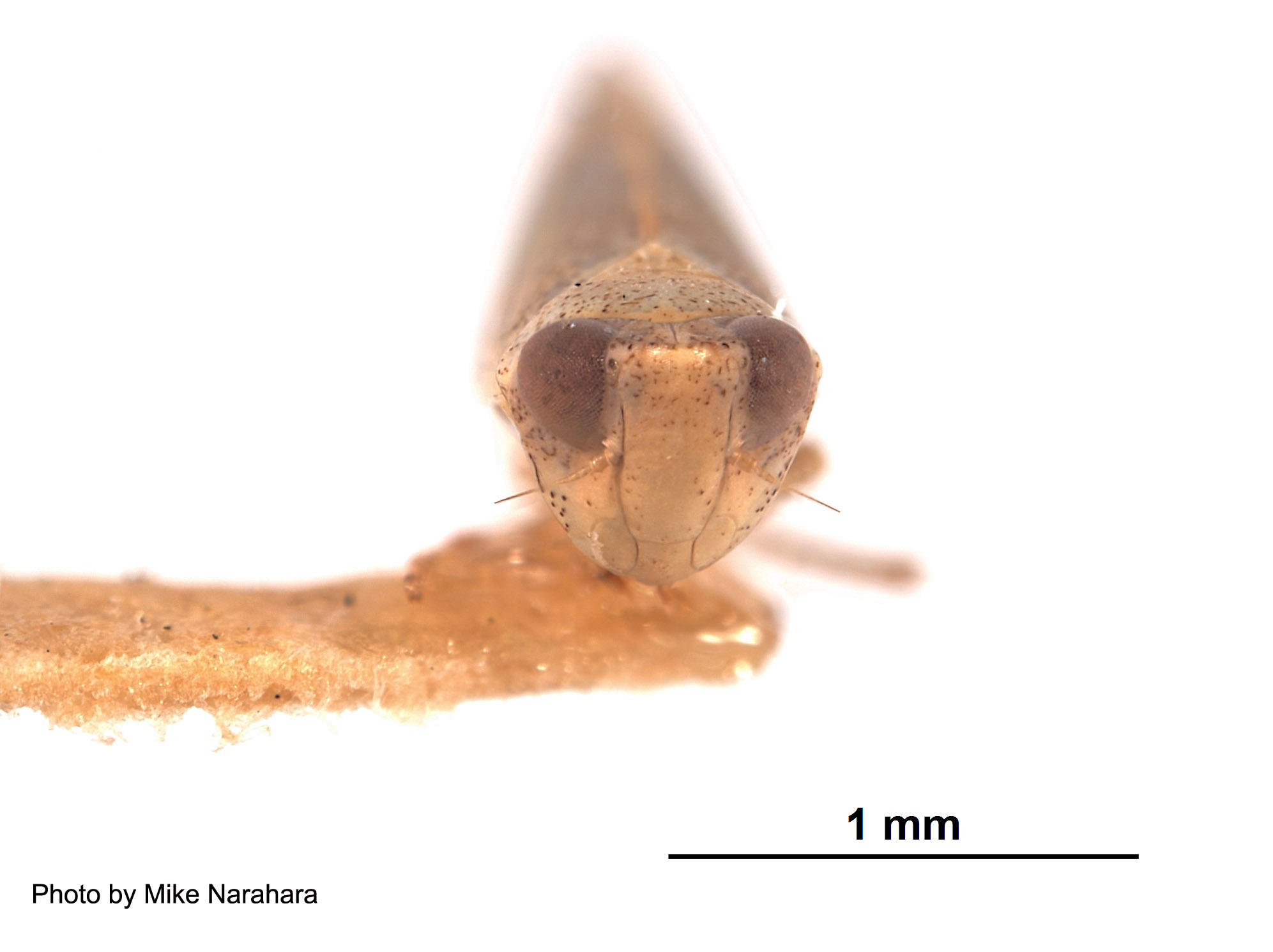 Platymetopius analis image