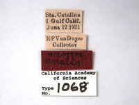 Platymetopius analis image