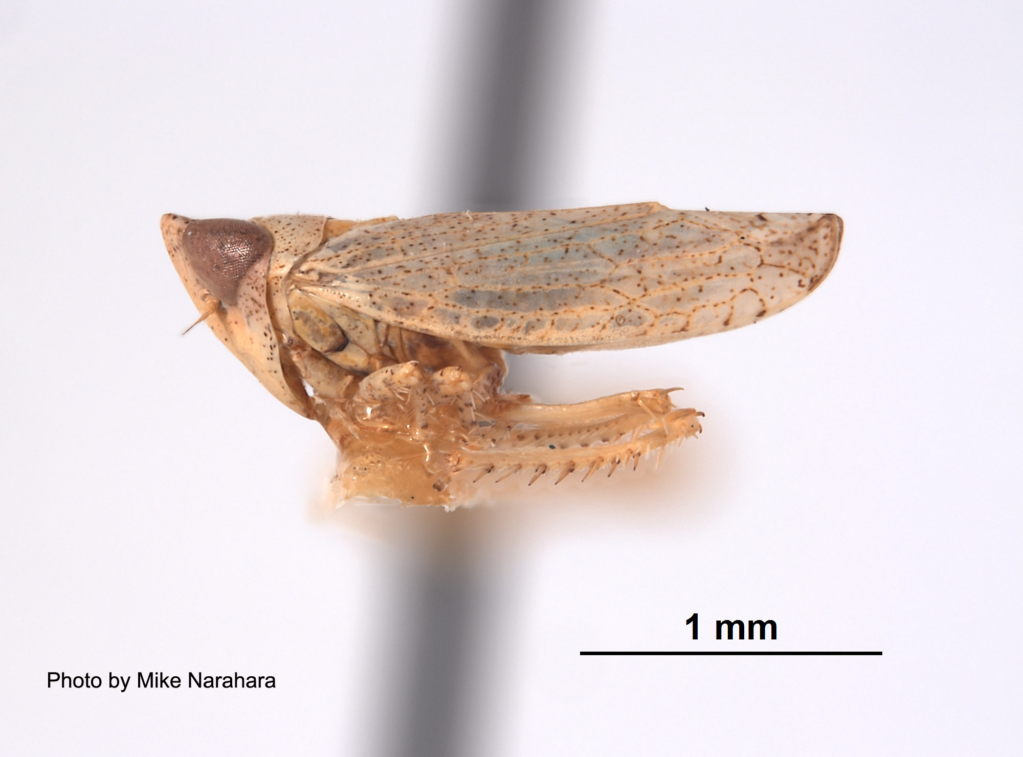 Platymetopius analis image