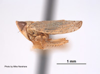 Platymetopius analis image