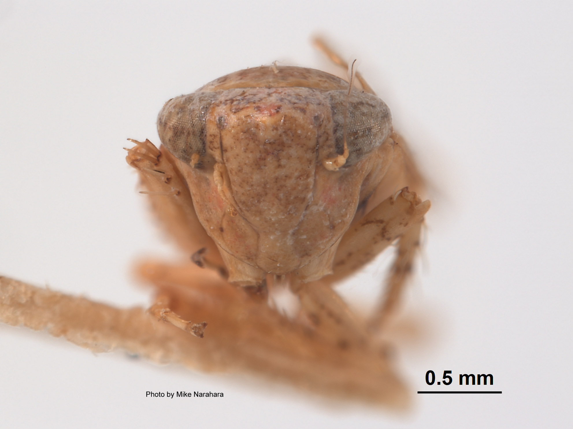 Phlepsius docilis image