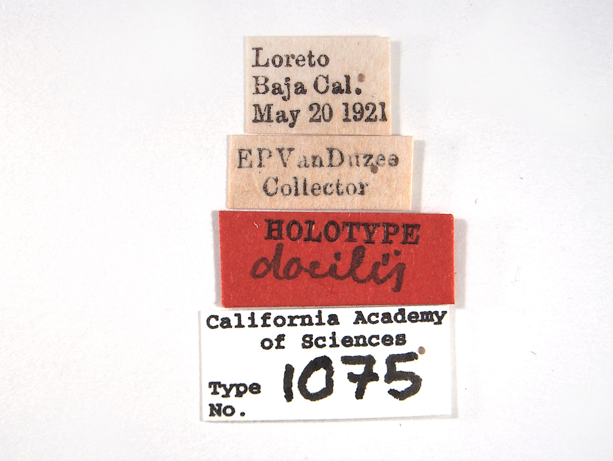 Phlepsius docilis image