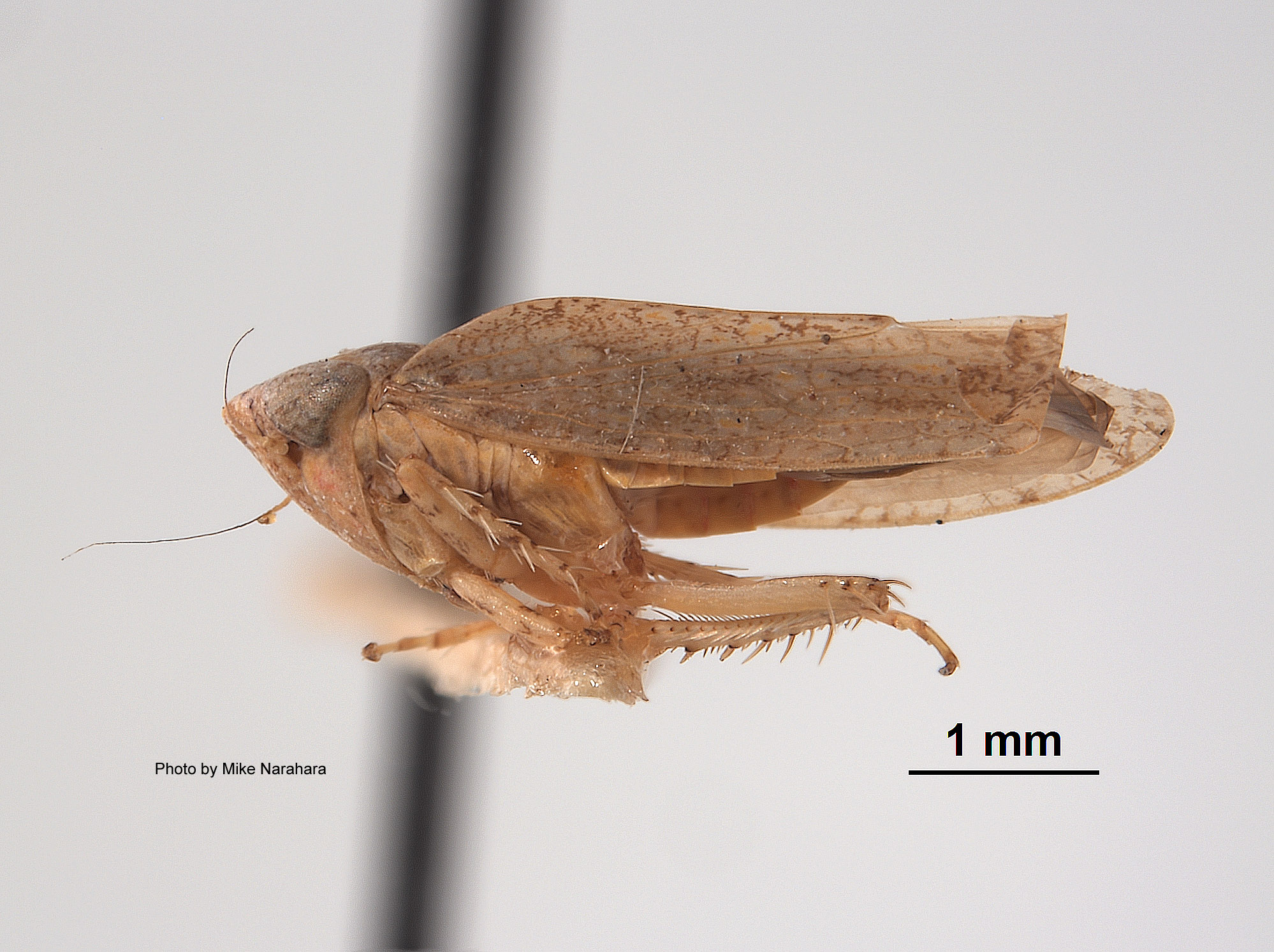 Phlepsius docilis image