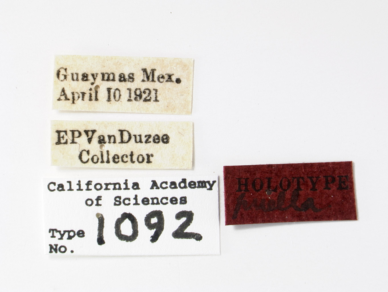 Acanalonia puella image