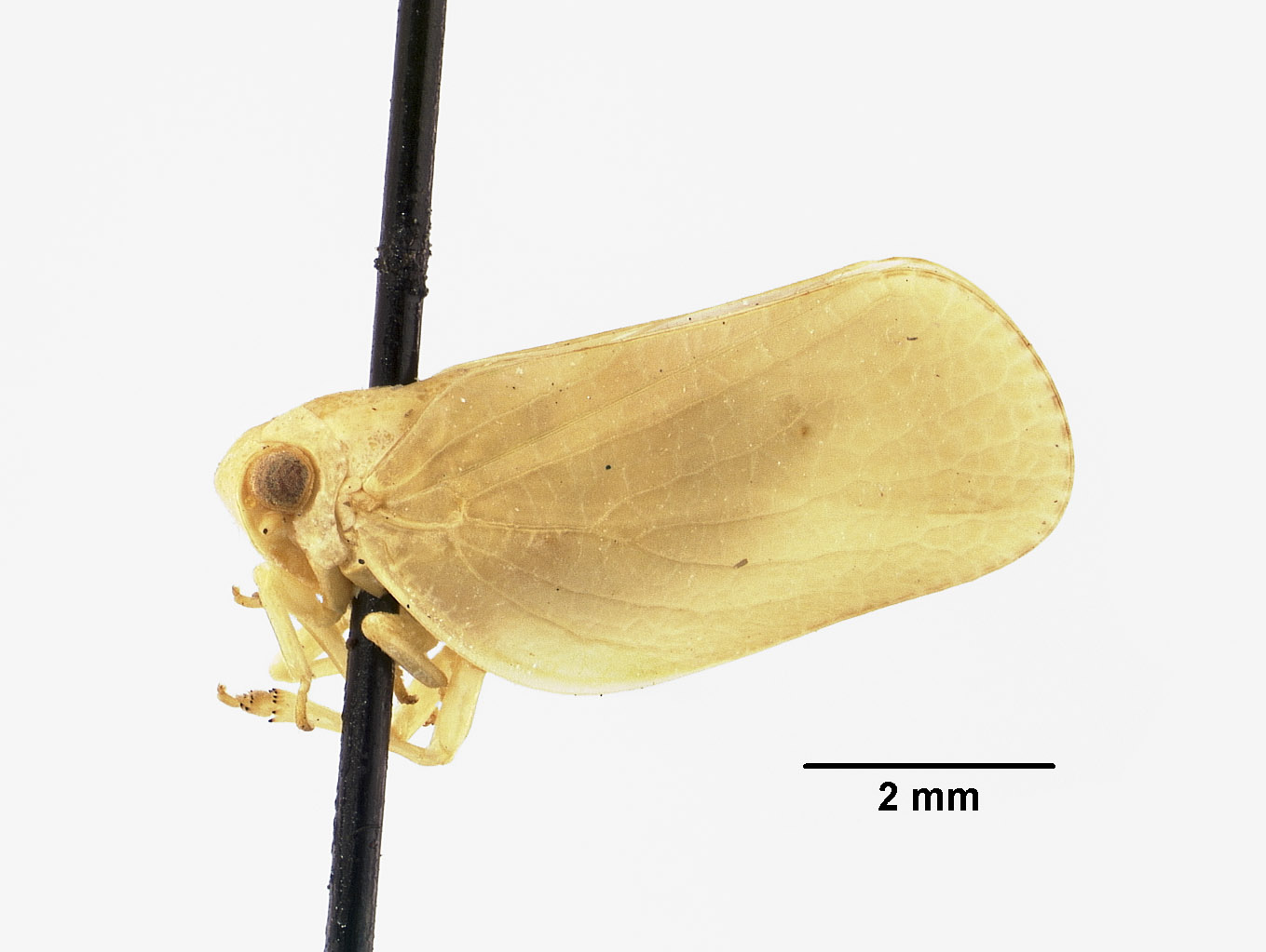 Acanalonia puella image
