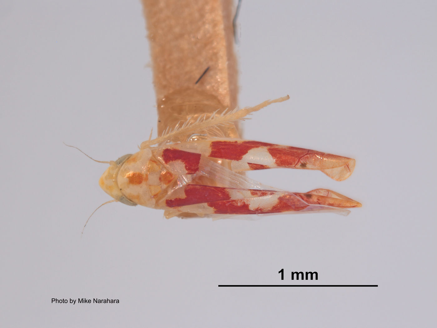 Erythroneura coryli image