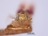 Erythroneura coryli image
