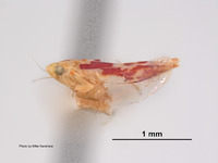 Erythroneura coryli image
