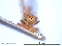 Erythroneura tergemina image