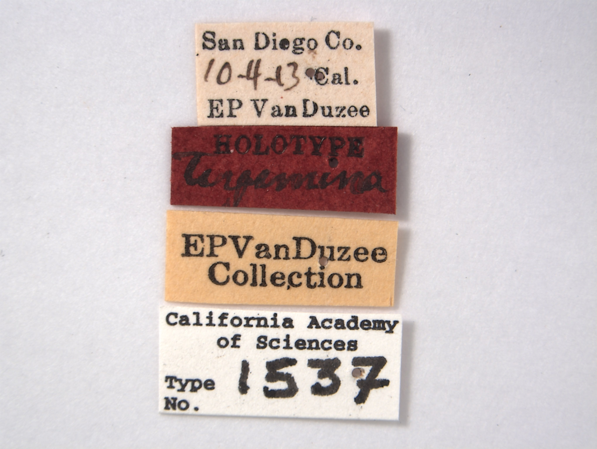 Erythroneura tergemina image