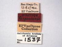 Erythroneura tergemina image