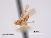 Erythroneura tergemina image