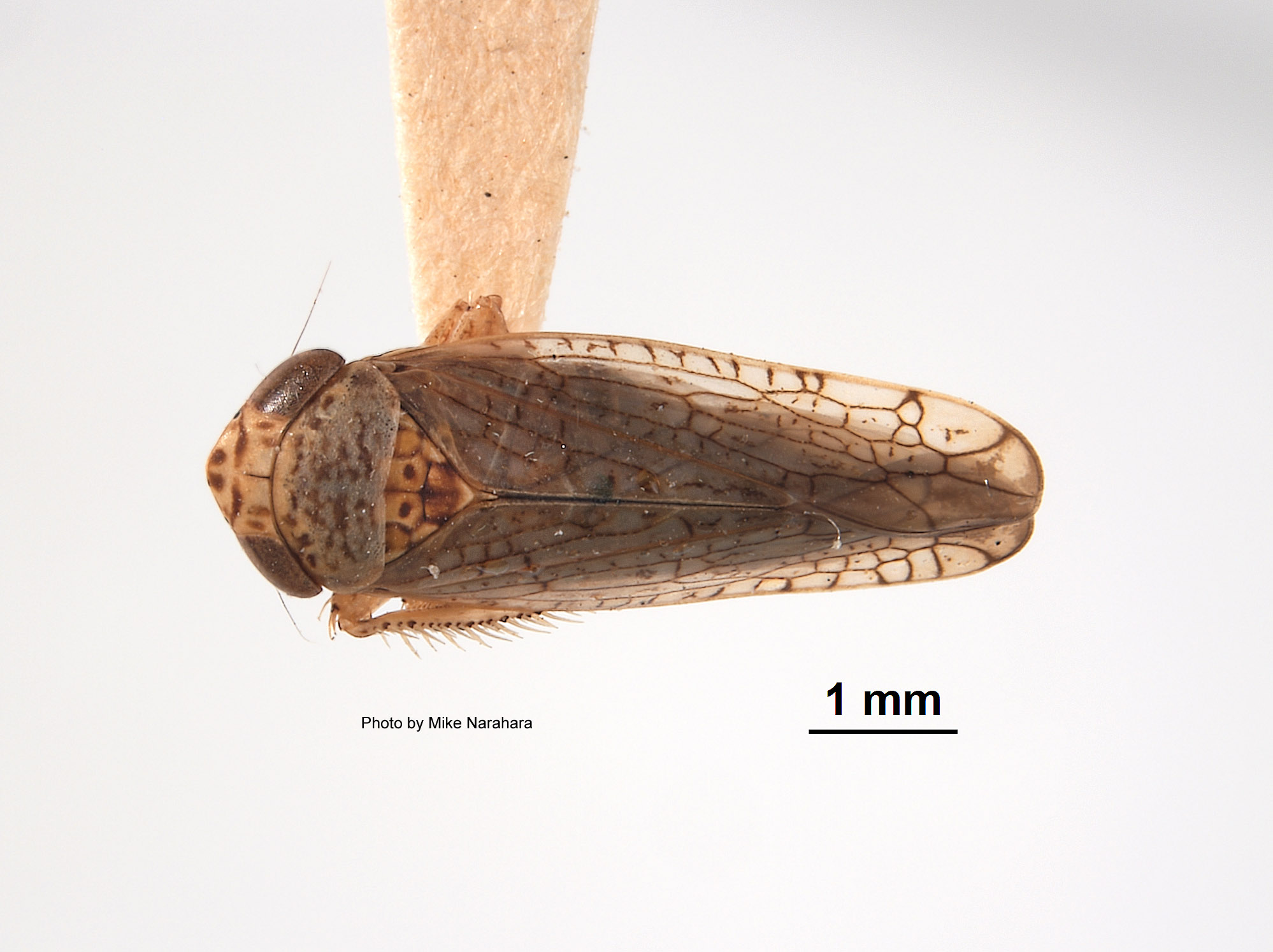 Aligia californica image