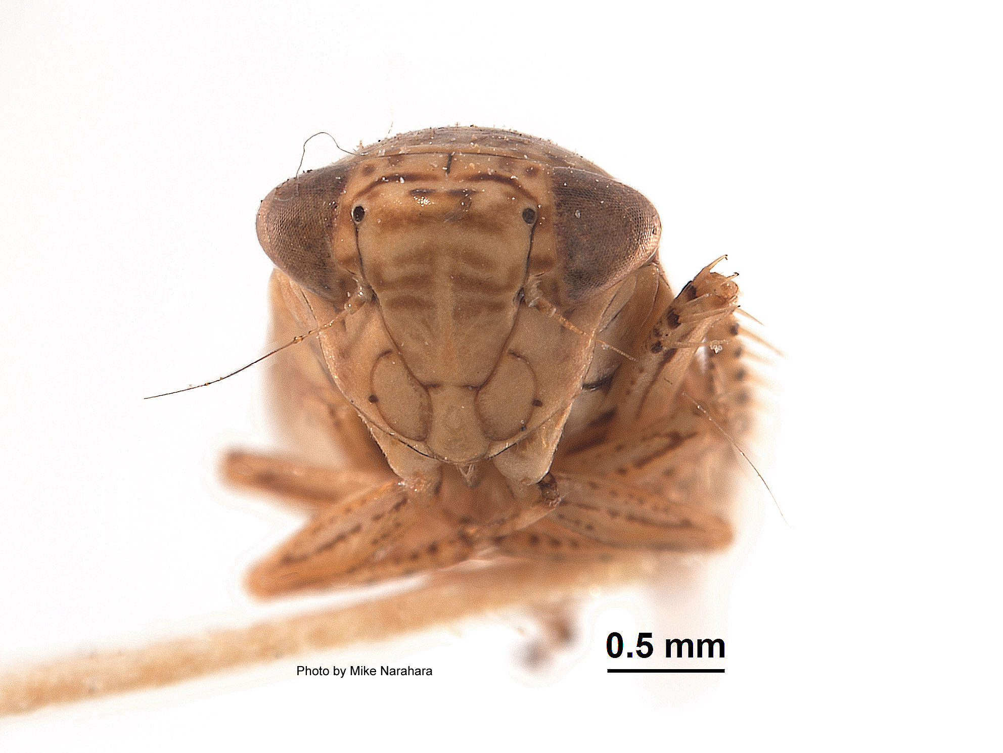 Aligia californica image