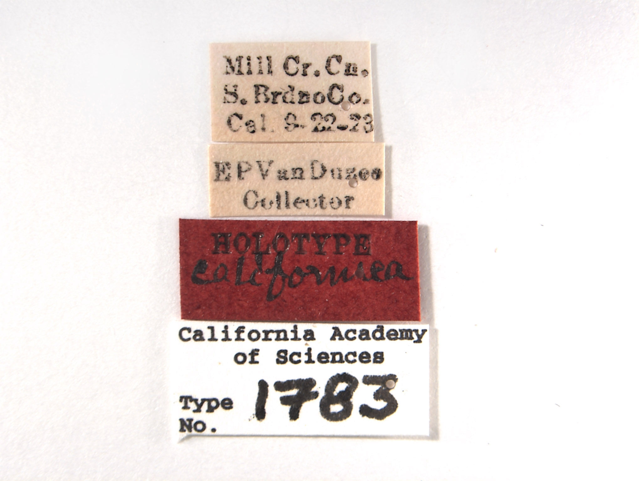 Aligia californica image