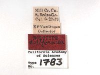 Aligia californica image