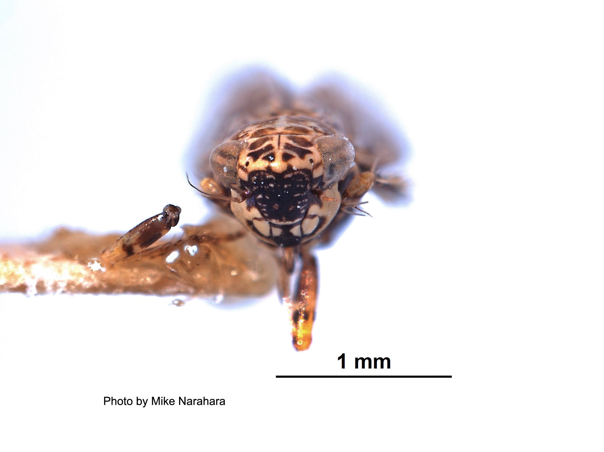 Deltocephalus discessus image
