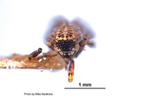 Deltocephalus discessus image