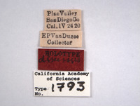 Deltocephalus discessus image