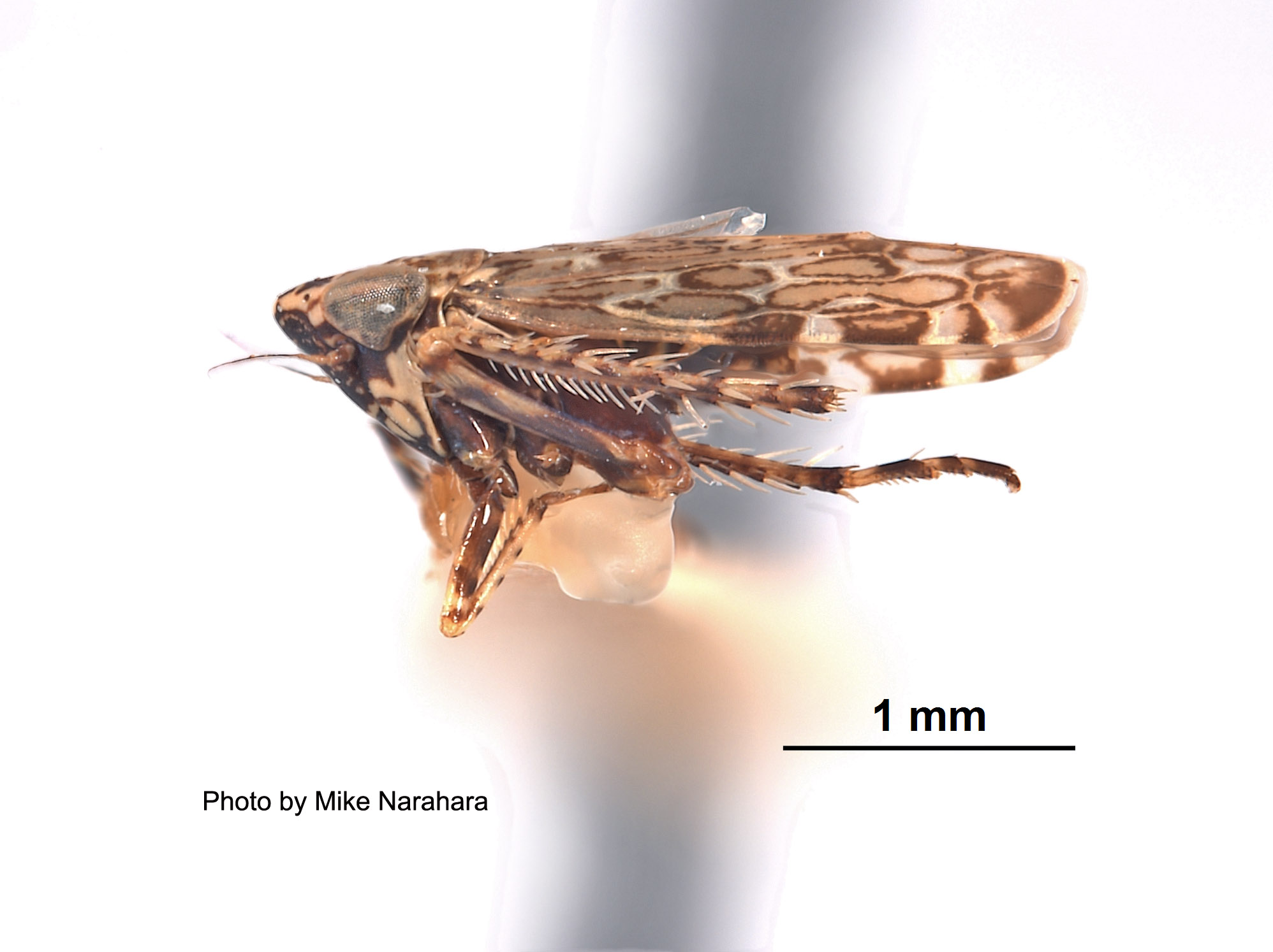 Deltocephalus discessus image