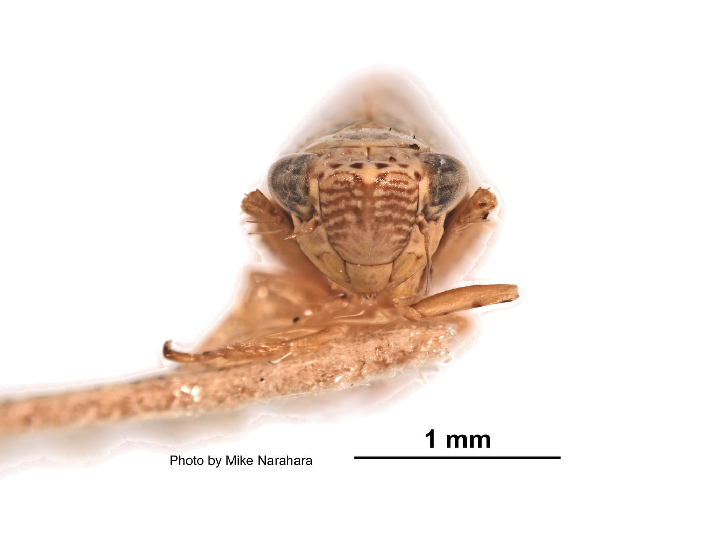 Deltocephalus cahuilla image