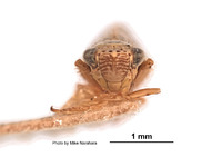 Deltocephalus cahuilla image