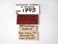 Deltocephalus cahuilla image