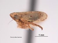Deltocephalus cahuilla image