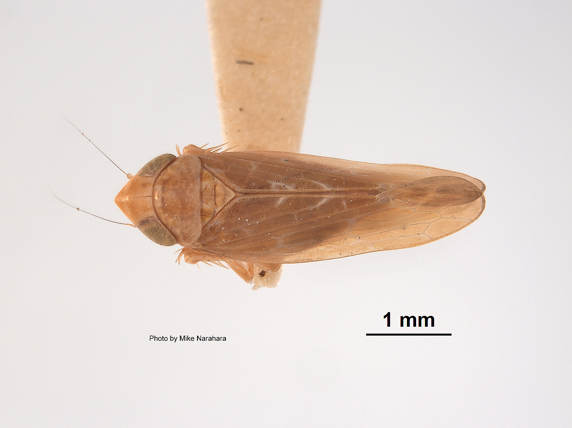 Scaphoideus nugax image