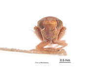 Scaphoideus nugax image