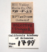 Scaphoideus nugax image