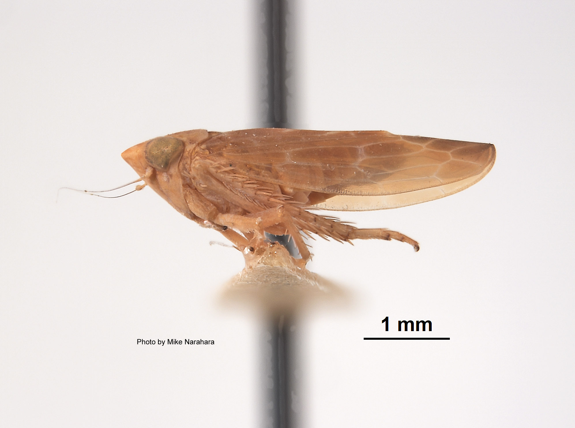 Scaphoideus nugax image
