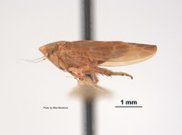 Scaphoideus nugax image