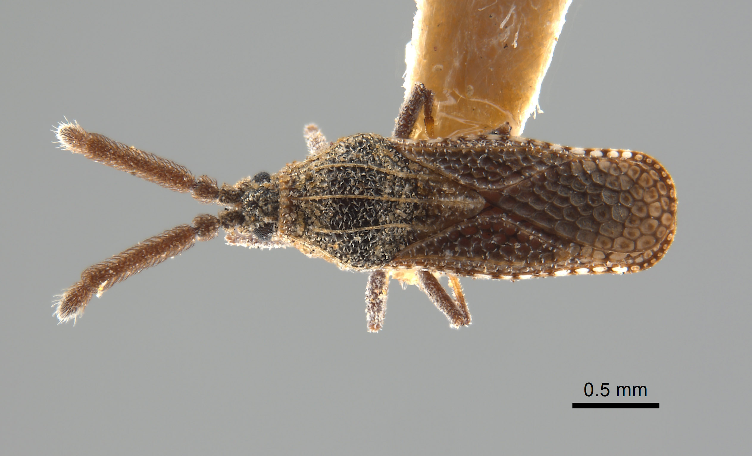 Teleonemia sororcula image