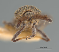 Teleonemia sororcula image