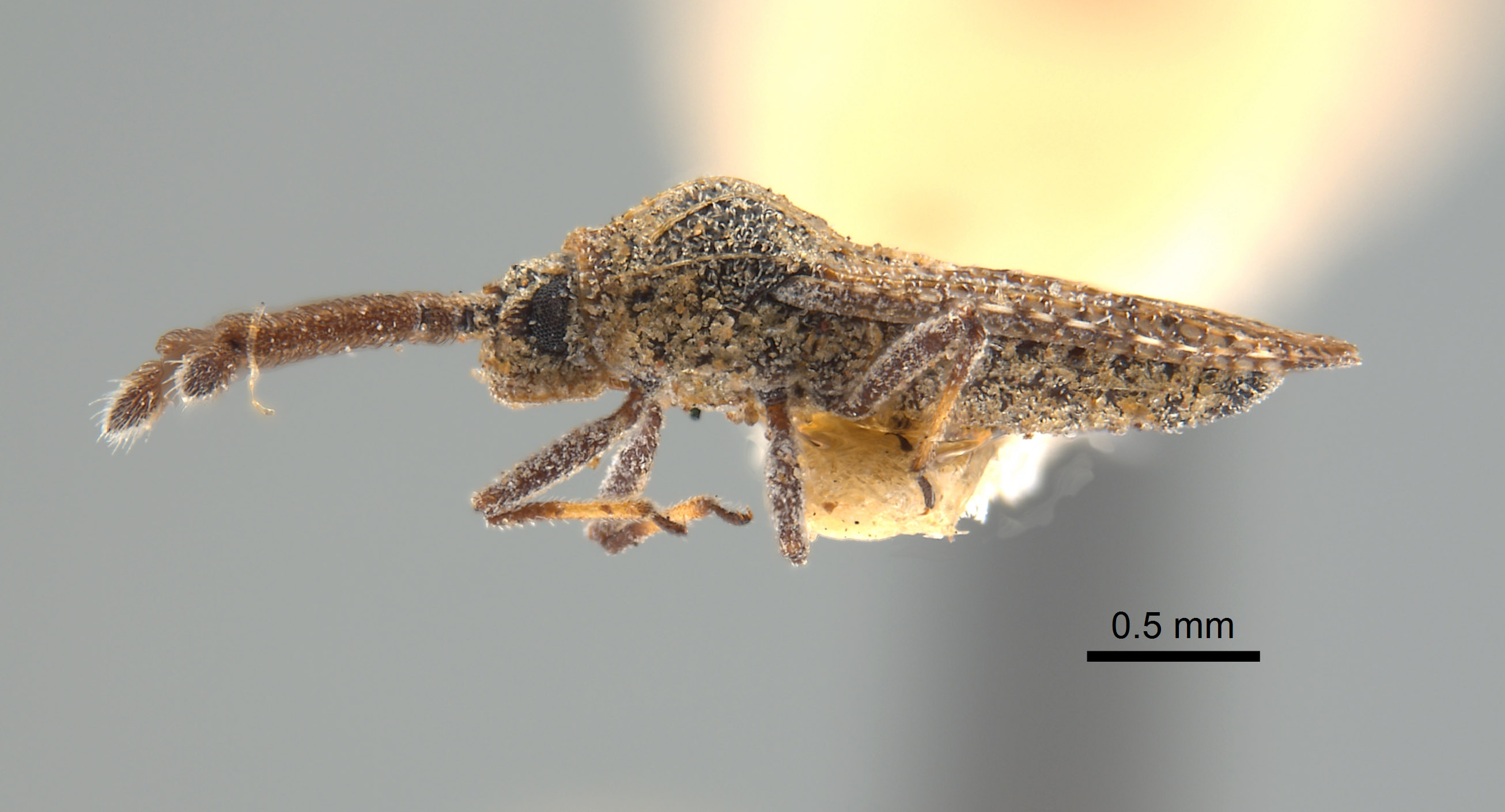 Teleonemia sororcula image