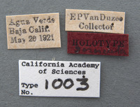 Teleonemia sororcula image