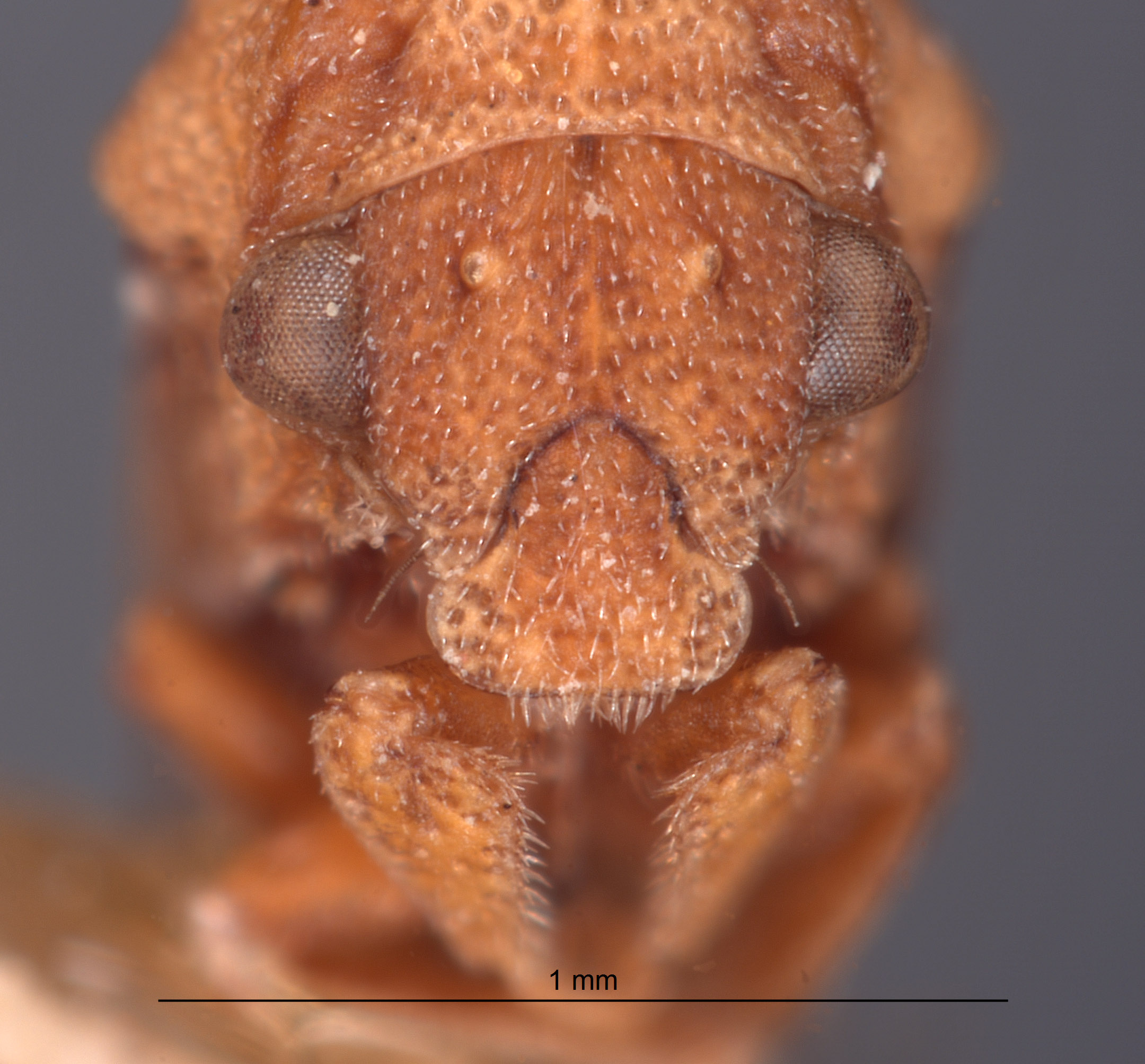 Hypsoprora simplex image