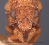 Hypsoprora simplex image
