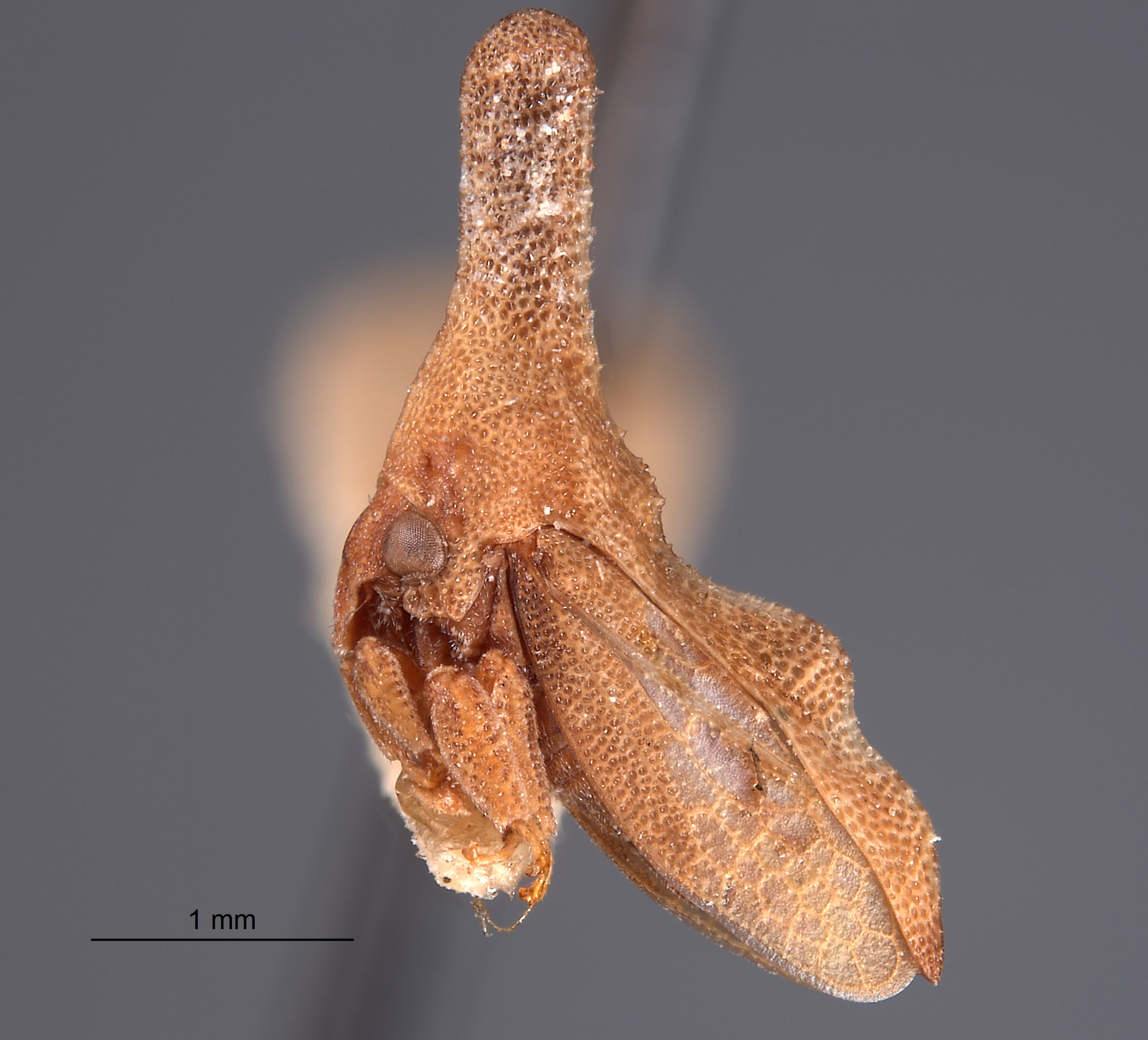 Hypsoprora simplex image